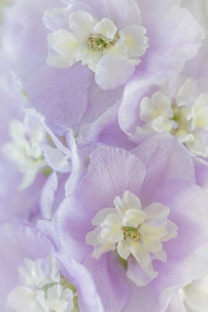 Delphinium Blossoms II art print by Kathy Mahan for $57.95 CAD