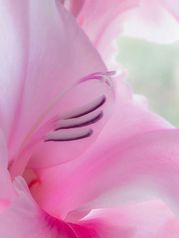 Gladiola Blossom I art print by Kathy Mahan for $57.95 CAD