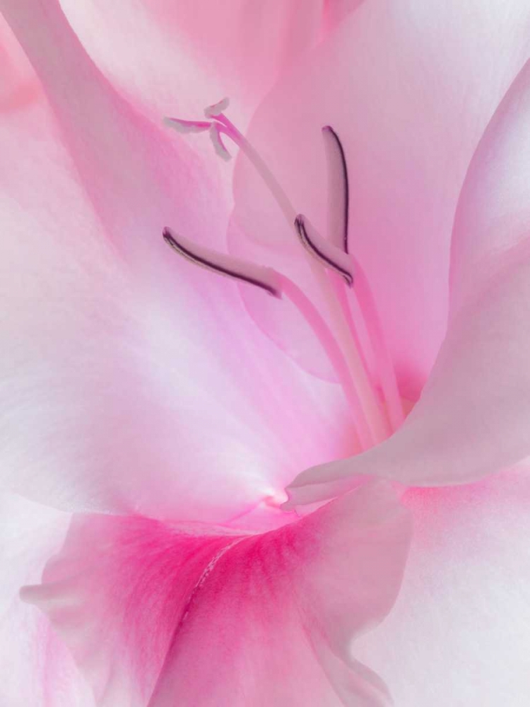 Gladiola Blossom II art print by Kathy Mahan for $57.95 CAD