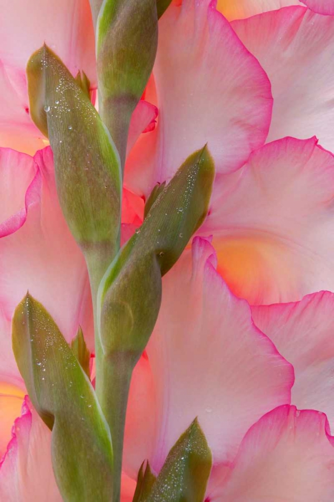 Pink Gladiola I art print by Kathy Mahan for $57.95 CAD