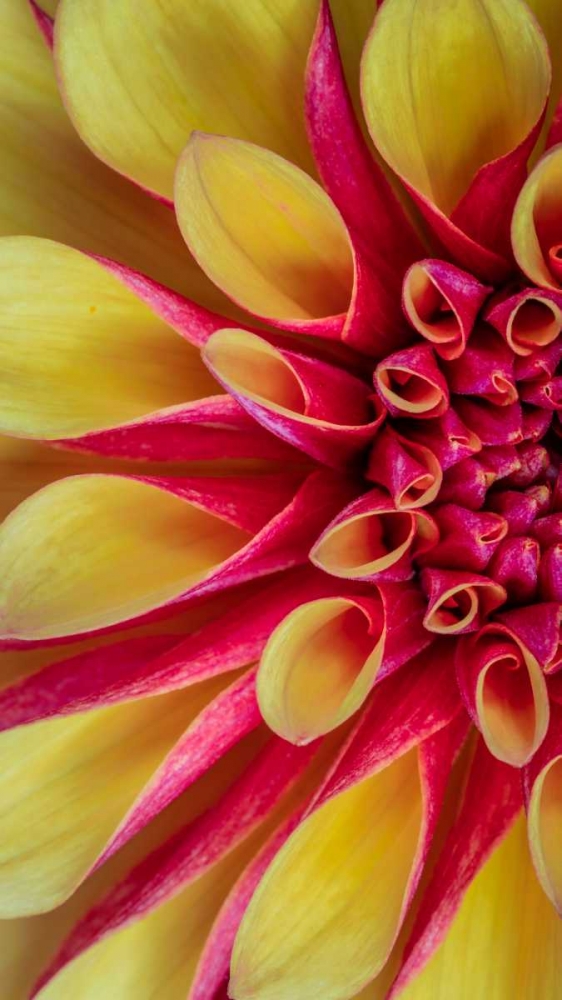 Red and Yellow Dahlia I art print by Kathy Mahan for $57.95 CAD