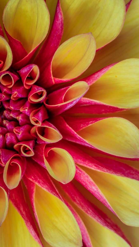 Red and Yellow Dahlia II art print by Kathy Mahan for $57.95 CAD
