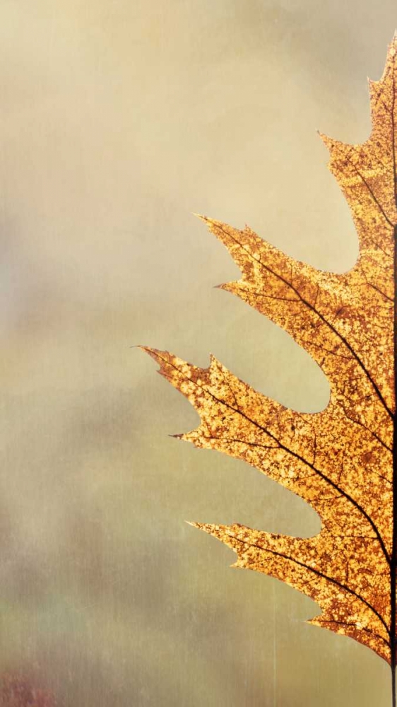 Oak Leaf I art print by Kathy Mahan for $57.95 CAD