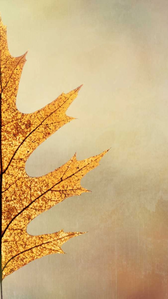 Oak Leaf II art print by Kathy Mahan for $57.95 CAD