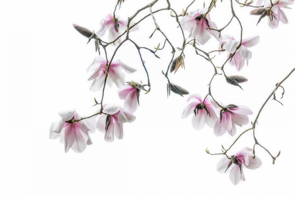 Bainbridge Magnolias II art print by Kathy Mahan for $57.95 CAD
