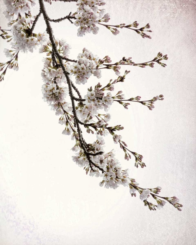 Flowering Cherry I art print by Kathy Mahan for $57.95 CAD