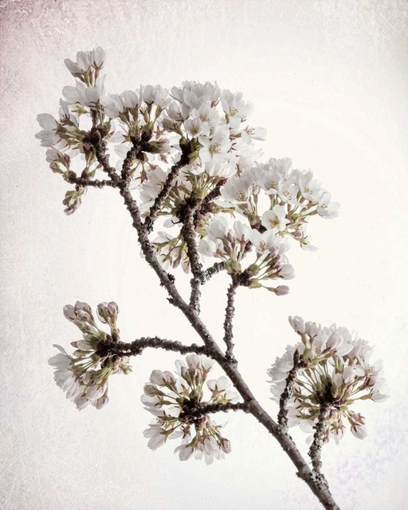Flowering Cherry II art print by Kathy Mahan for $57.95 CAD