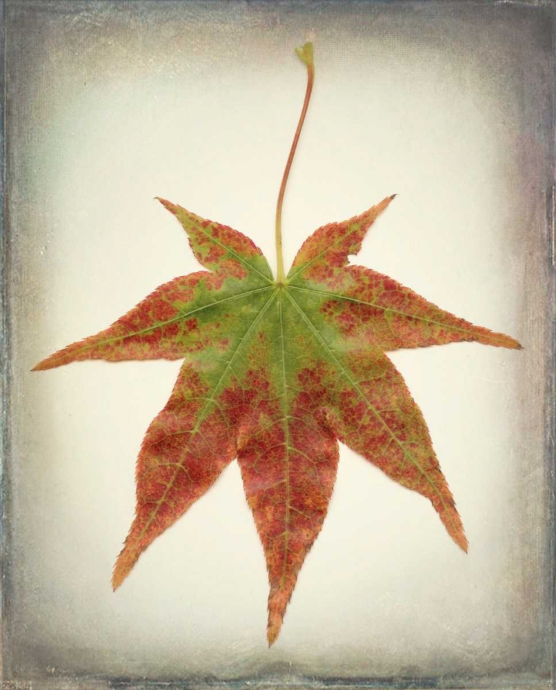 Maple Leaf I art print by Kathy Mahan for $57.95 CAD