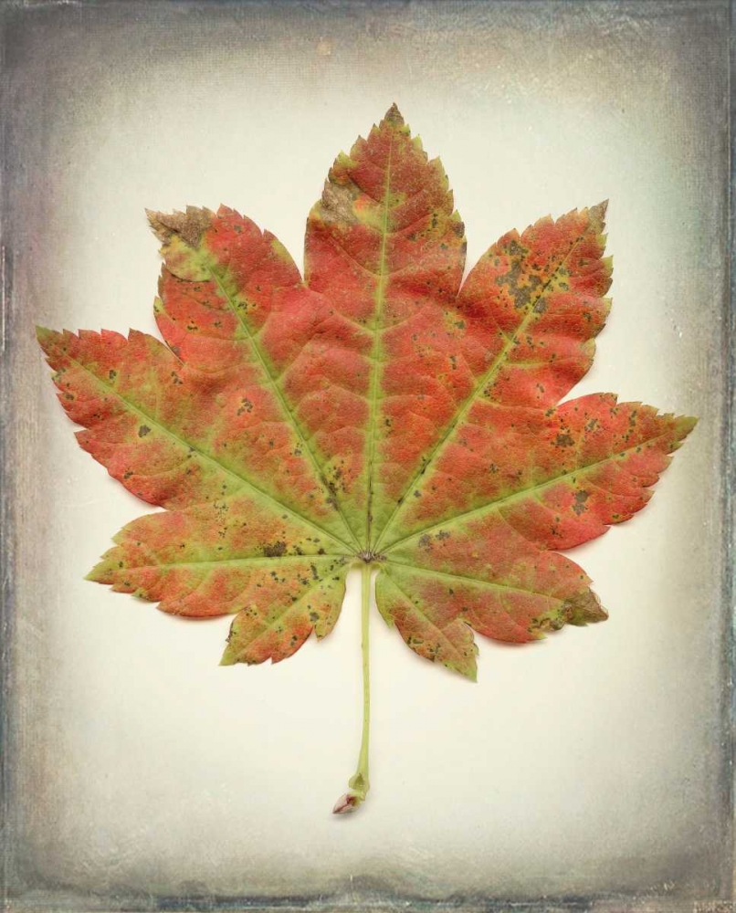 Maple Leaf II art print by Kathy Mahan for $57.95 CAD