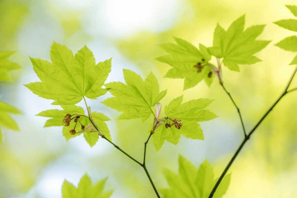 Vine Maple I art print by Kathy Mahan for $57.95 CAD