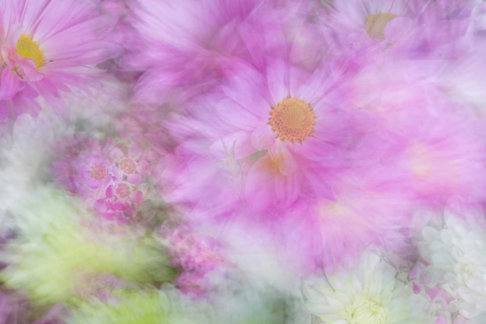 Flower Impressions I art print by Kathy Mahan for $57.95 CAD