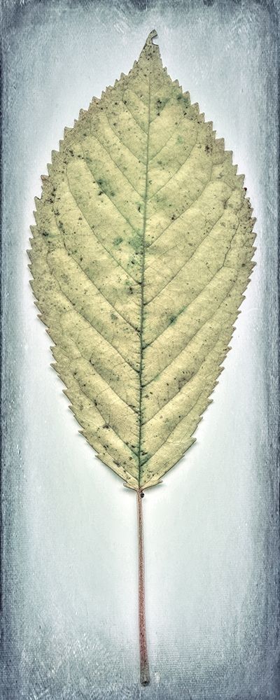 Cherry Leaf I art print by Kathy Mahan for $57.95 CAD