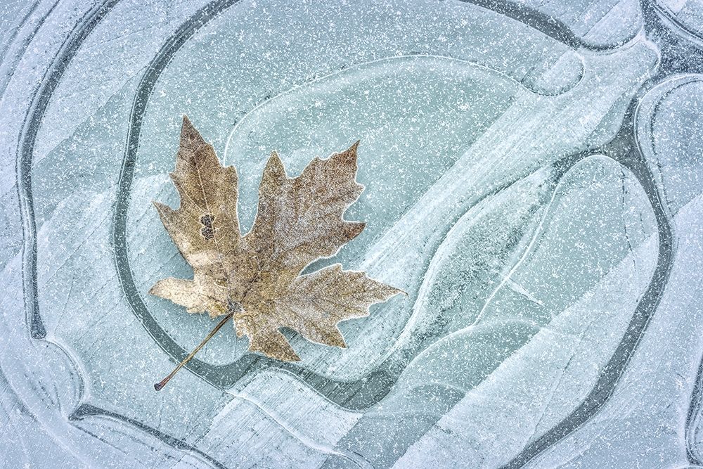 Frosty Leaf on Ice I art print by Kathy Mahan for $57.95 CAD