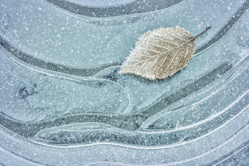 Frosty Leaf on Ice II art print by Kathy Mahan for $57.95 CAD