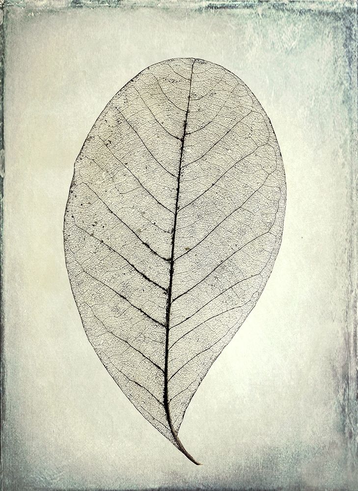 Skeletonized leaf art print by Kathy Mahan for $57.95 CAD