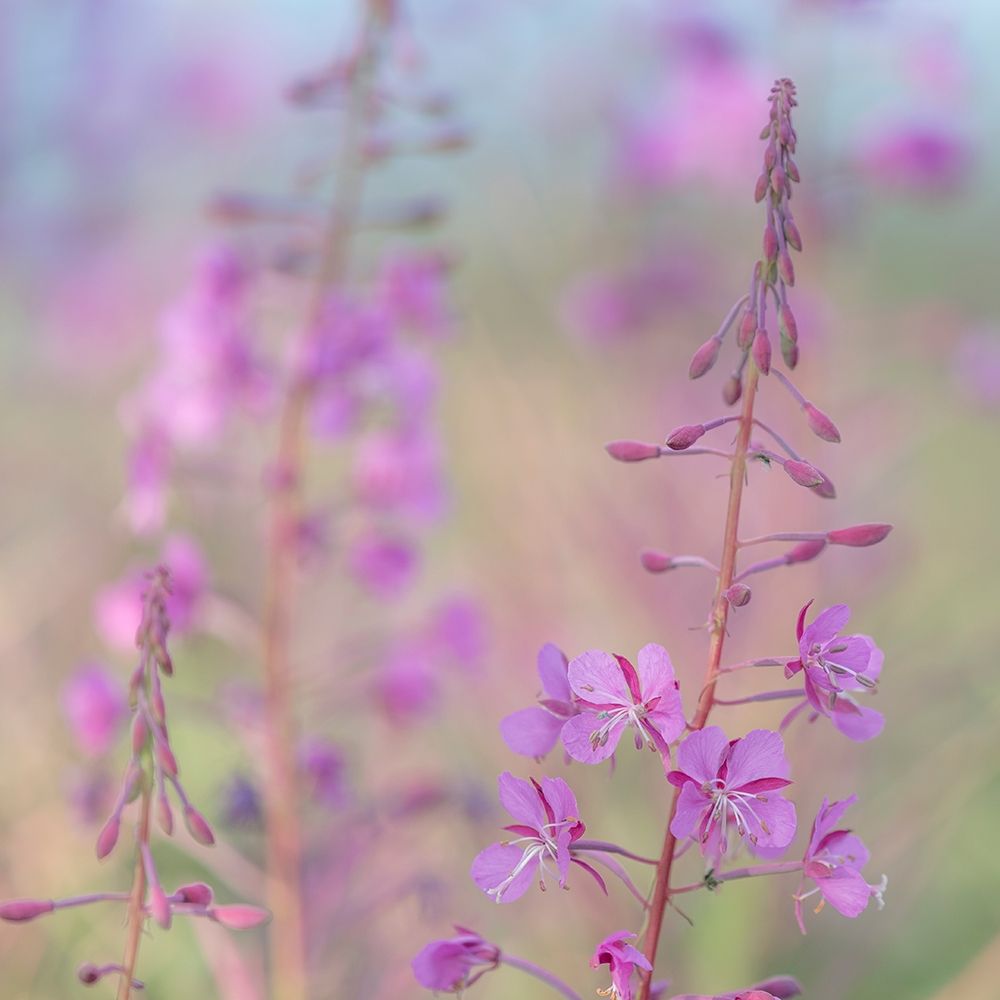 Fireweed I art print by Kathy Mahan for $57.95 CAD