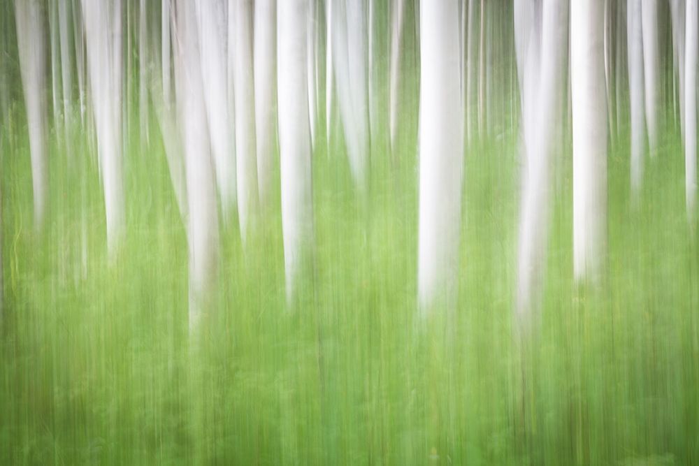 Birch in Motion art print by Kathy Mahan for $57.95 CAD