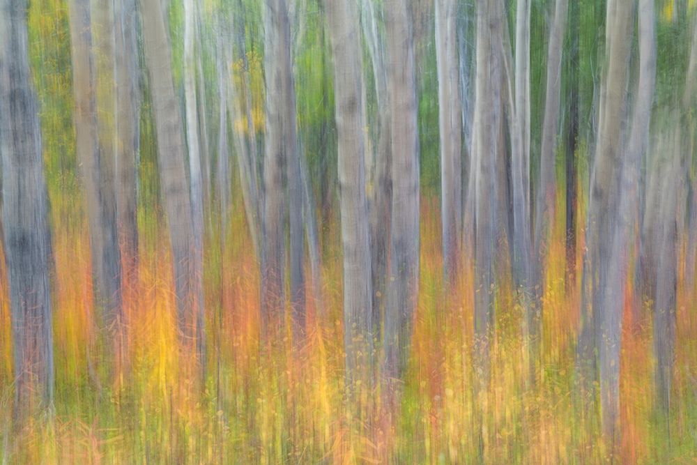 Aspen in Motion I art print by Kathy Mahan for $57.95 CAD