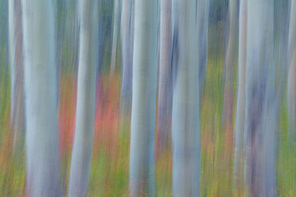 Aspen in Motion II art print by Kathy Mahan for $57.95 CAD