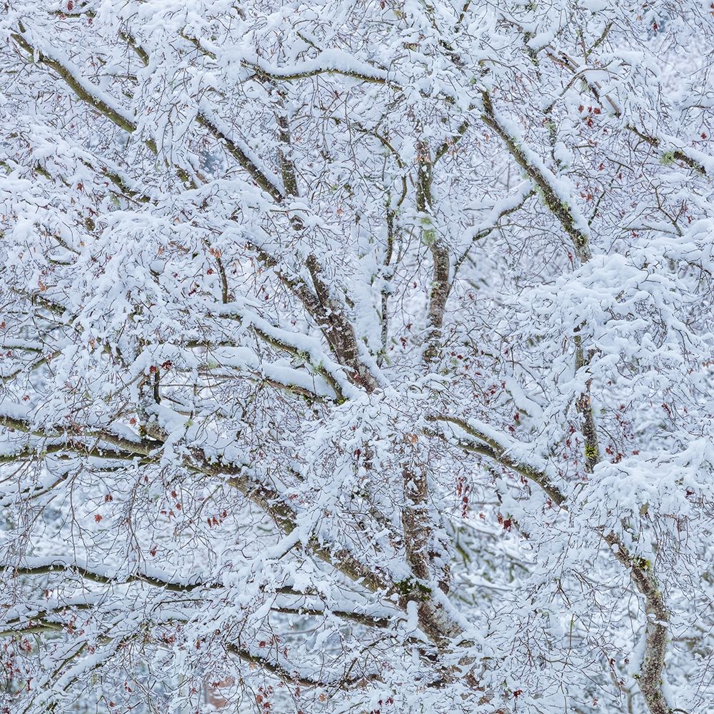 Snow Covered Trees I art print by Kathy Mahan for $57.95 CAD