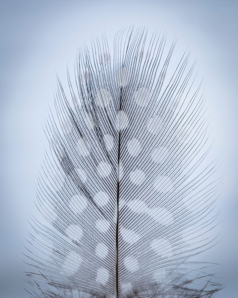 Feather Study I art print by Kathy Mahan for $57.95 CAD