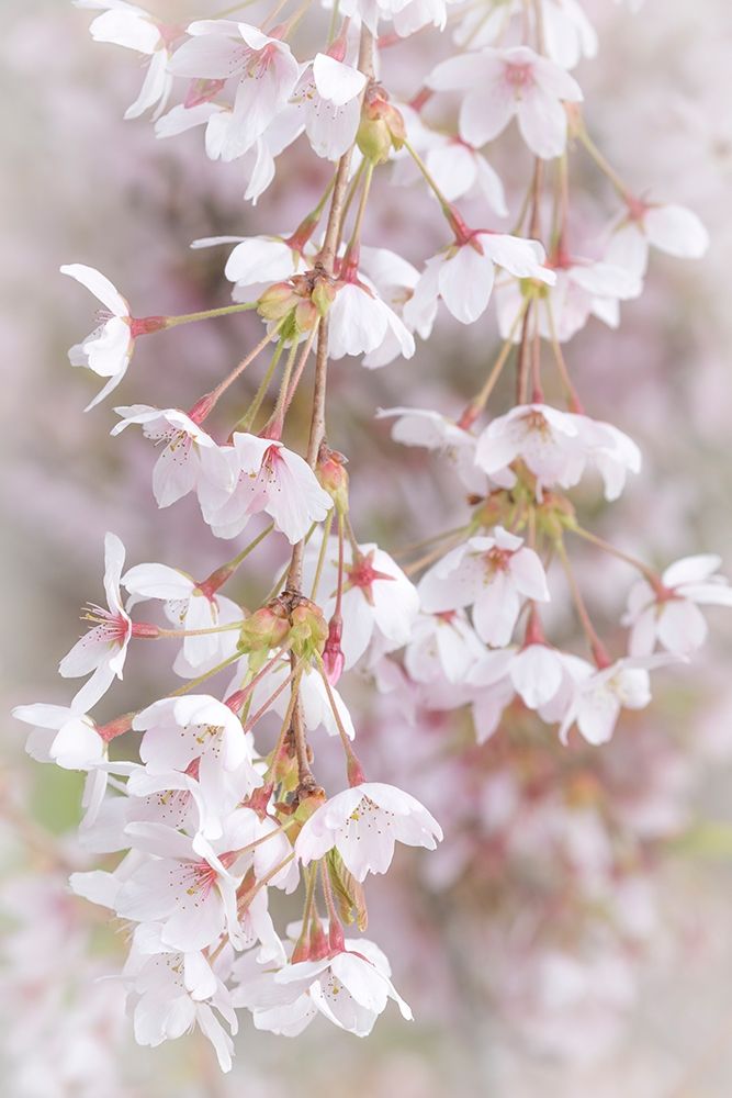 Soft Cherry Blossoms I art print by Kathy Mahan for $57.95 CAD