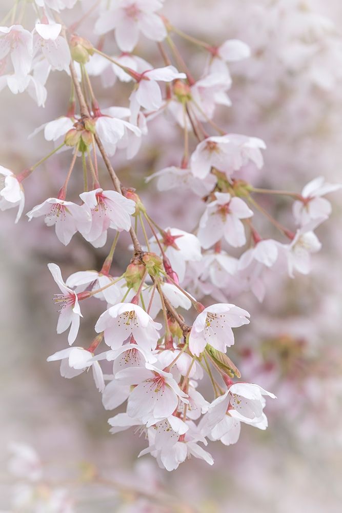 Soft Cherry Blossoms II art print by Kathy Mahan for $57.95 CAD