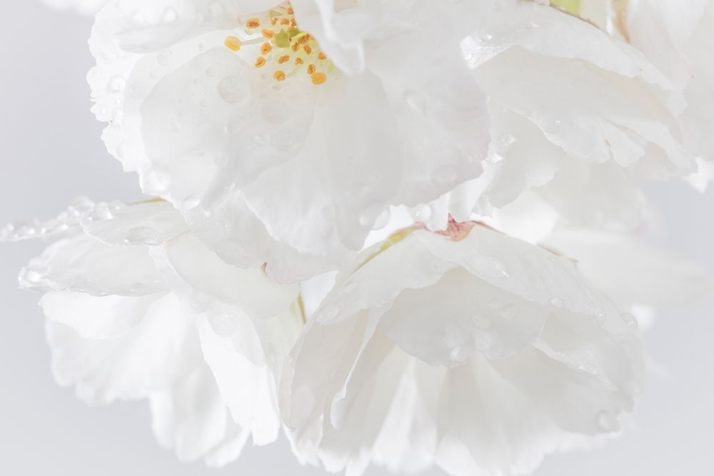 White Cherry Blossoms II art print by Kathy Mahan for $57.95 CAD