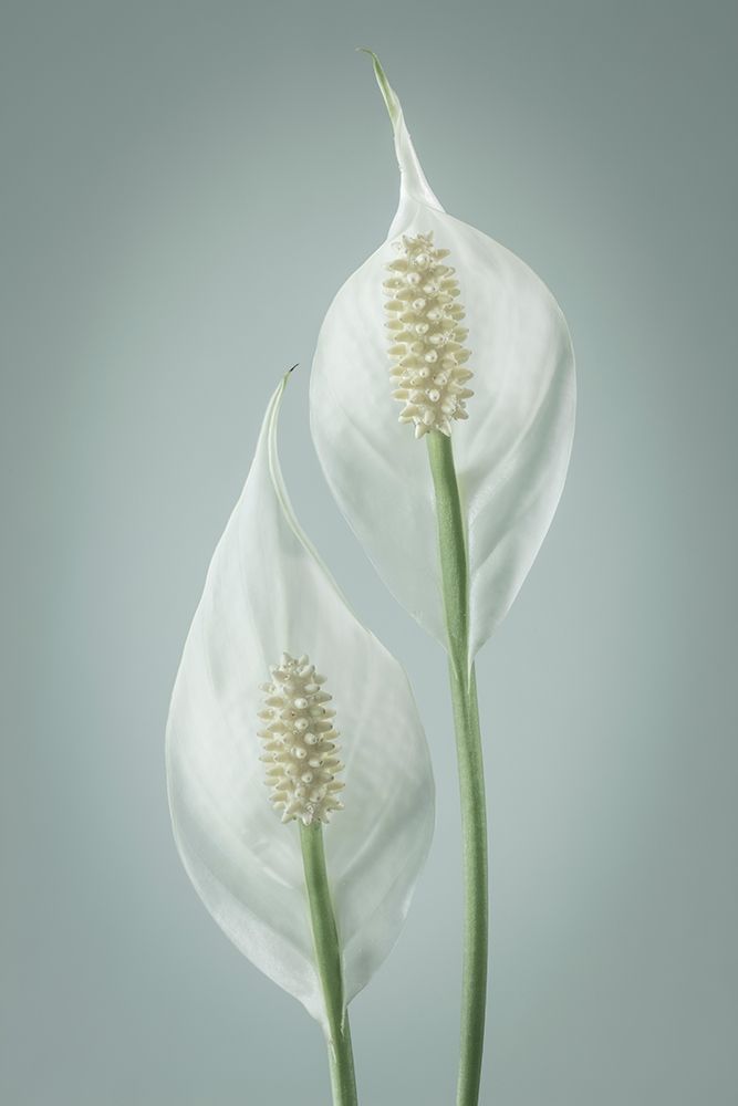 Peace Lily I art print by Kathy Mahan for $57.95 CAD