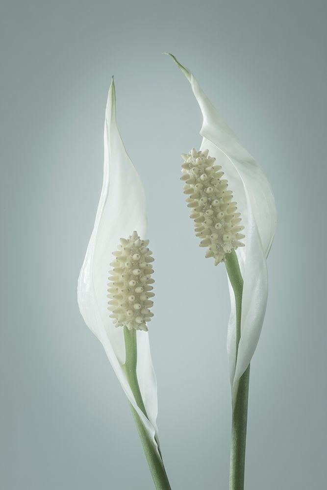 Peace Lily II art print by Kathy Mahan for $57.95 CAD