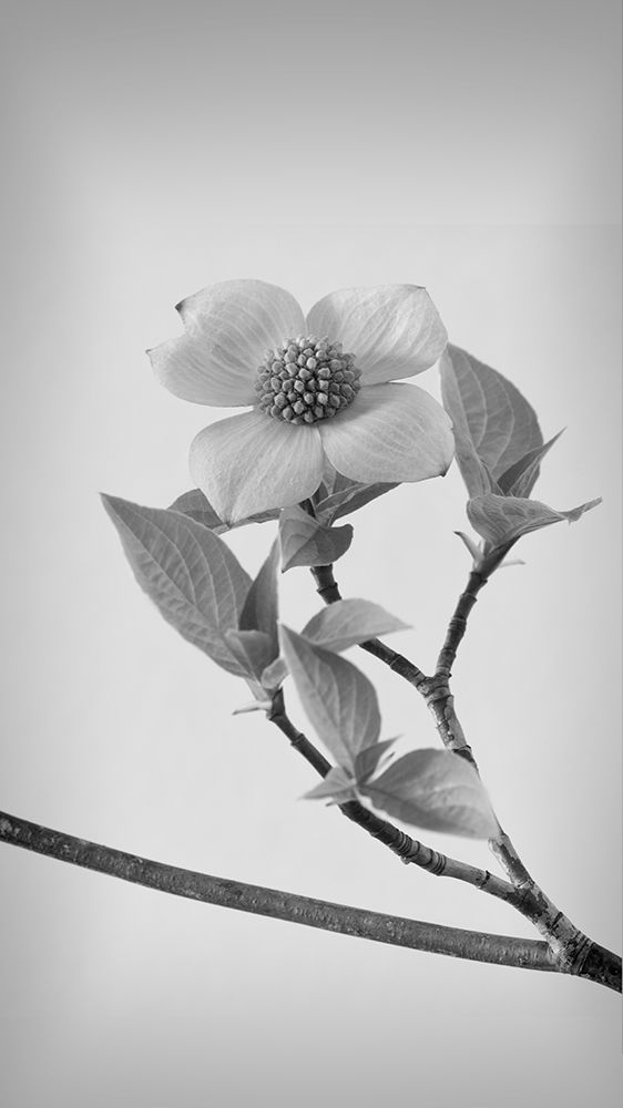 Pacific Dogwood Blossoms II art print by Kathy Mahan for $57.95 CAD