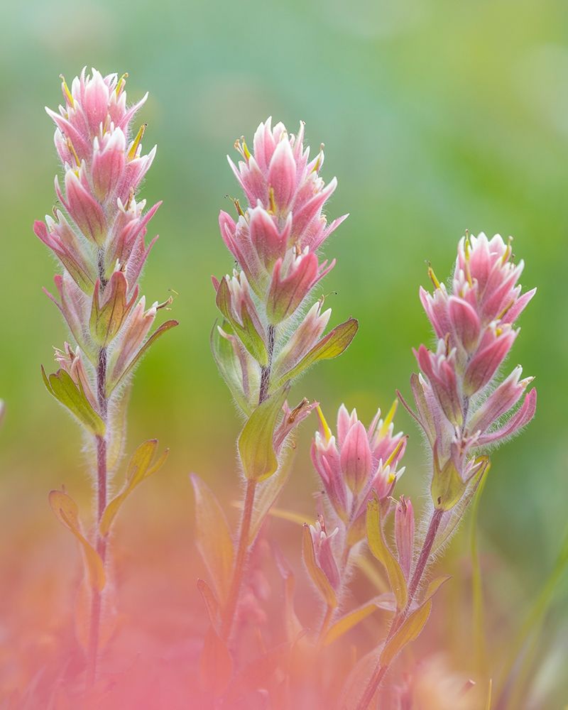 Indian Paintbrush I art print by Kathy Mahan for $57.95 CAD