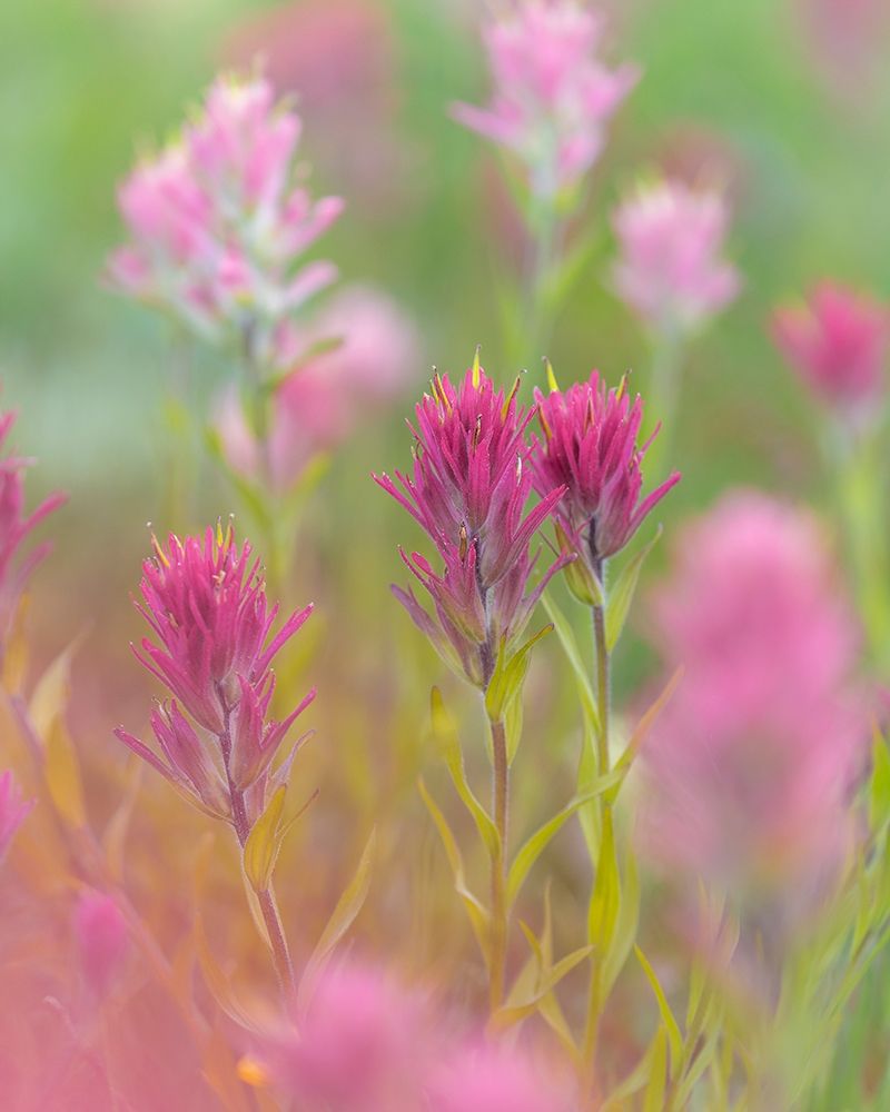 Indian Paintbrush II art print by Kathy Mahan for $57.95 CAD