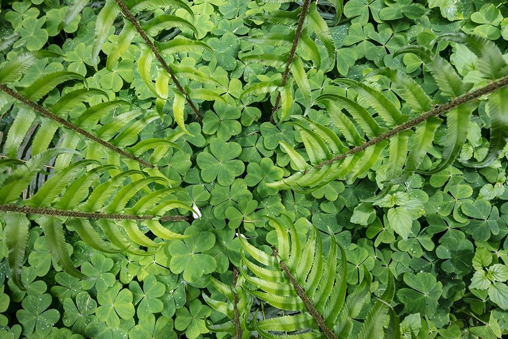 Sword Fern and Oxalis art print by Kathy Mahan for $57.95 CAD