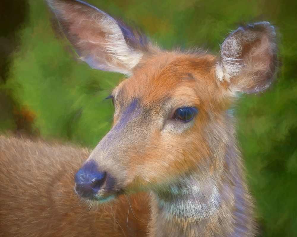 Blacktail Deer II art print by Kathy Mahan for $57.95 CAD