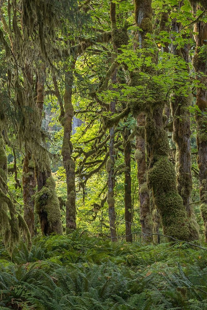Quinault Rainforest I art print by Kathy Mahan for $57.95 CAD
