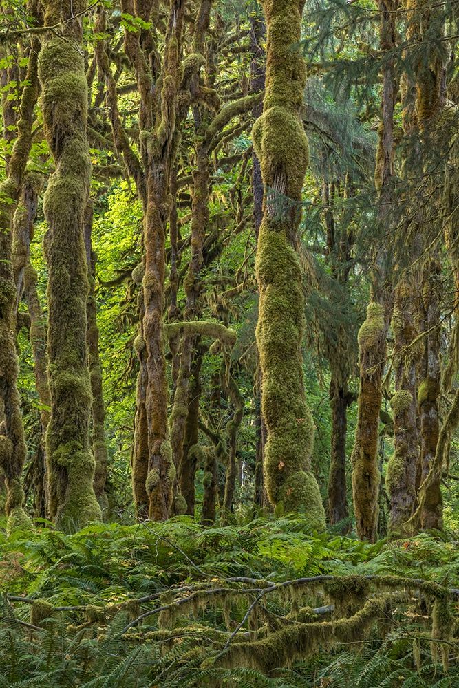 Quinault Rainforest II art print by Kathy Mahan for $57.95 CAD