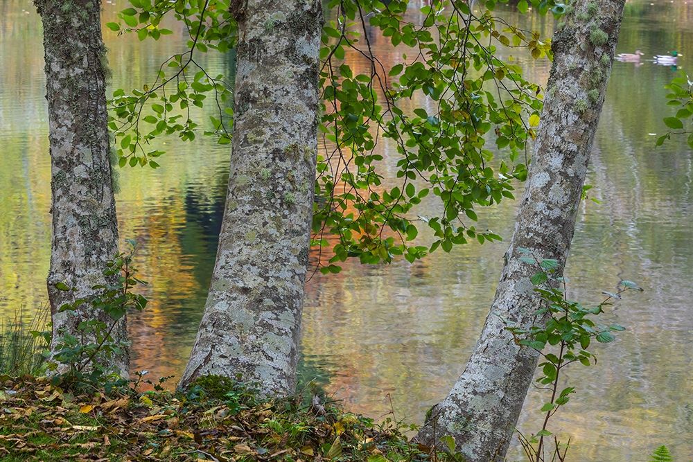 Alder Trees and Pond art print by Kathy Mahan for $57.95 CAD