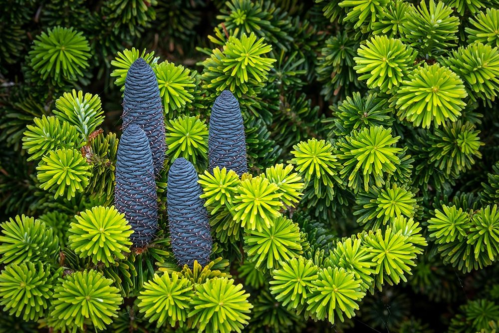 Korean Spruce Cones I art print by Kathy Mahan for $57.95 CAD