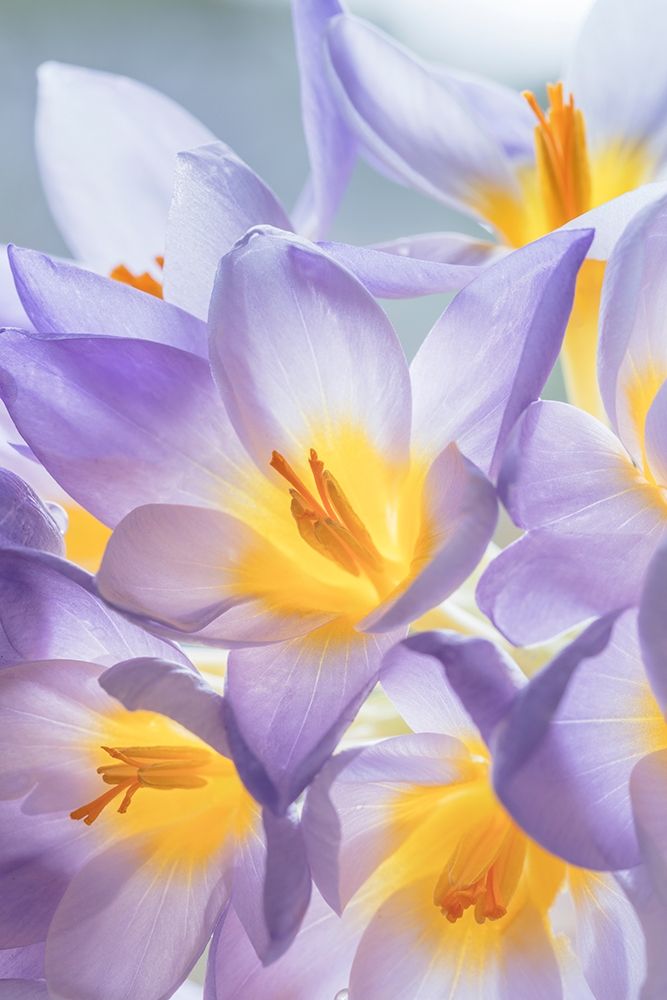 Crocus Blooms I art print by Kathy Mahan for $57.95 CAD