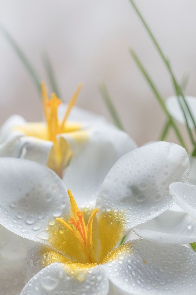 White Crocus Blossoms III art print by Kathy Mahan for $57.95 CAD