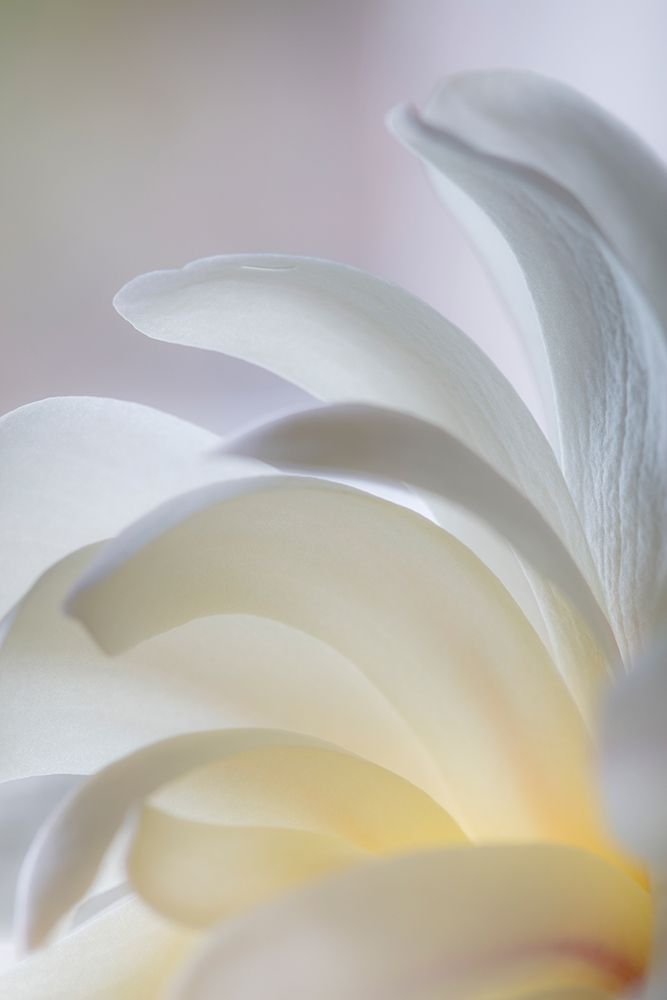 White Magnolia art print by Kathy Mahan for $57.95 CAD