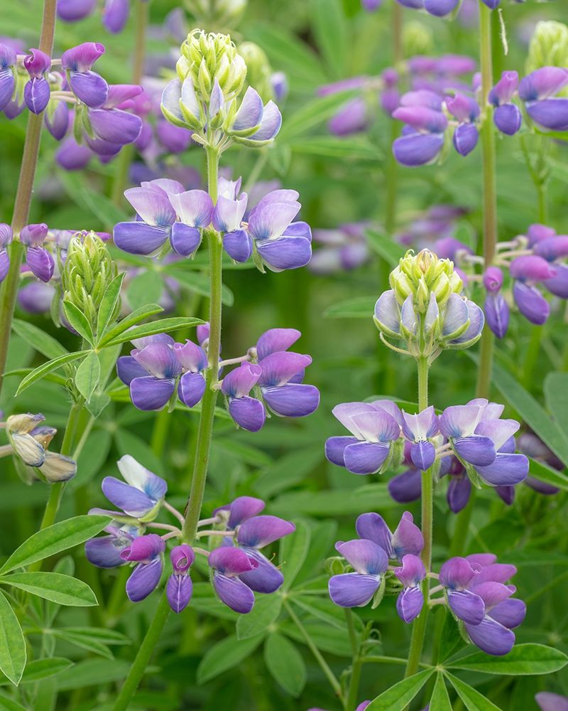 Lupine Blossoms II art print by Kathy Mahan for $57.95 CAD