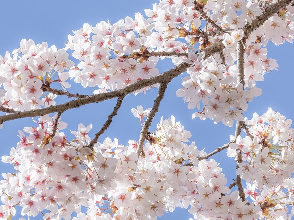 Spring Cherry Blossoms II art print by Kathy Mahan for $57.95 CAD