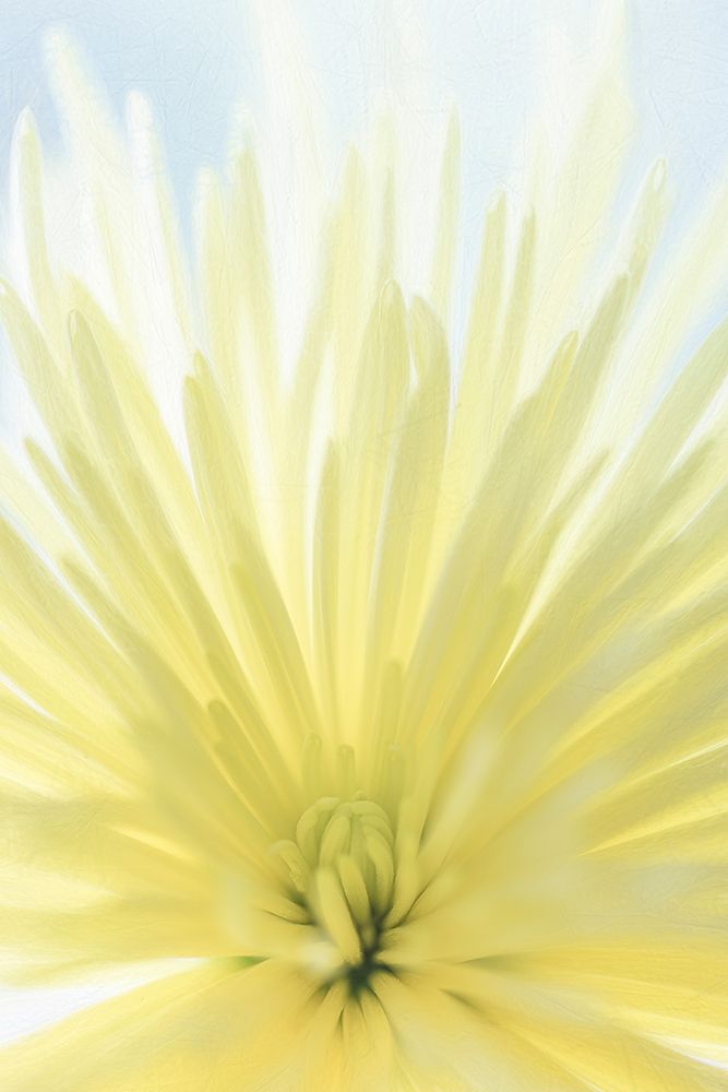 Yellow Chrysanthemum II art print by Kathy Mahan for $57.95 CAD