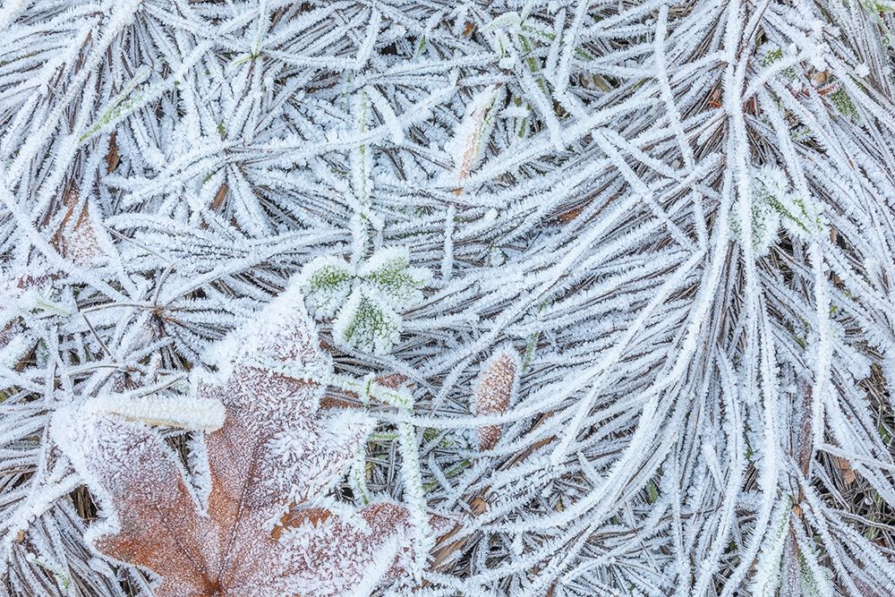 Maple Leaf and Frost II art print by Kathy Mahan for $57.95 CAD