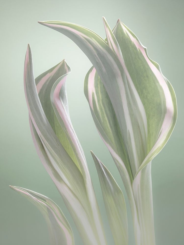 Pale Green Beginning I art print by Kathy Mahan for $57.95 CAD