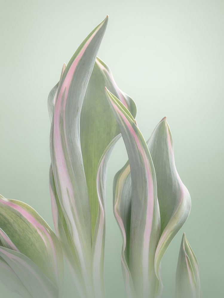 Pale Green Beginning II art print by Kathy Mahan for $57.95 CAD
