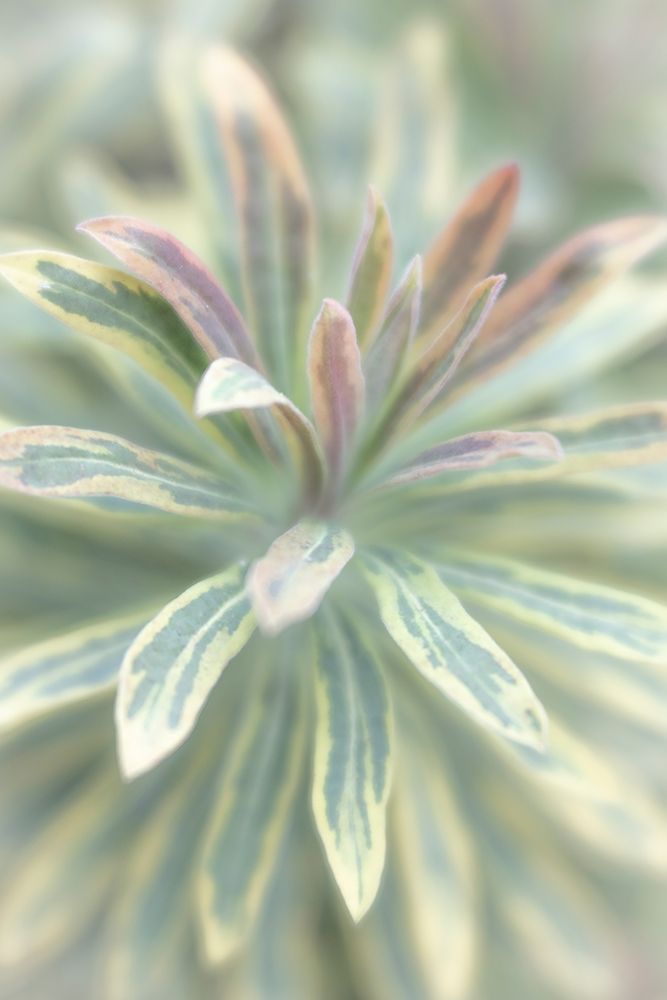Euphorbia I art print by Kathy Mahan for $57.95 CAD