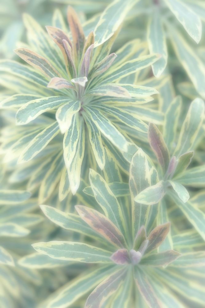 Euphorbia II art print by Kathy Mahan for $57.95 CAD